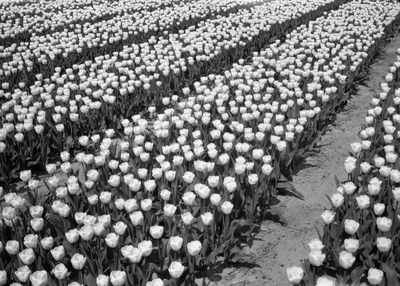 841478 Afbeelding van een veld met bloeiende tulpen bij Lisse.